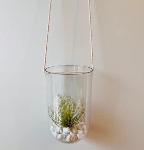 Luchtplant en hanger: tillandsia andreana
