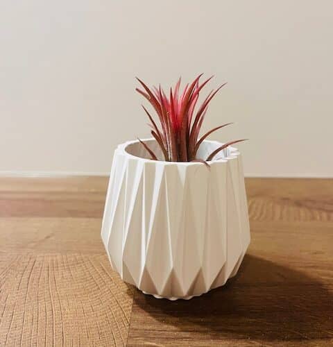 Luchtplant en potje: tillandsia ionantha red