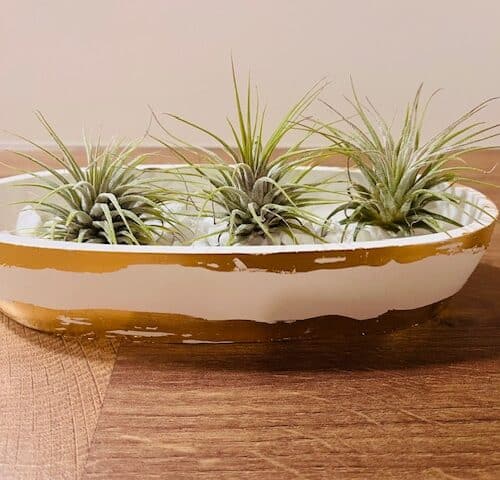 Houder gevuld met 3 Luchtplanten : tillandsia andreana